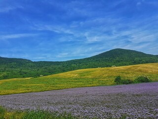 landscape with flowers