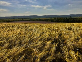 field of wheat