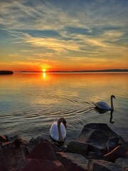 sunset on the lake with swans