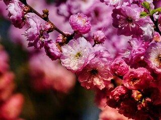 pink cherry blossom