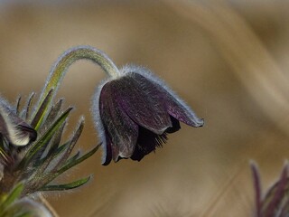 macro of a flower