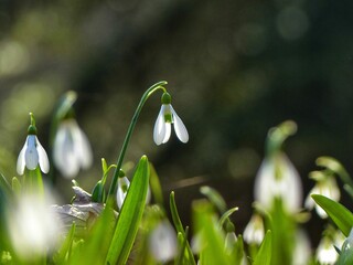 snowdrops in spring