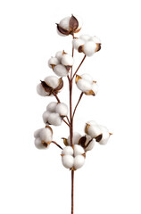 Cotton branch isolated on transparent background. White cotton flowers. - obrazy, fototapety, plakaty