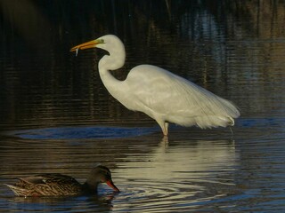 great blue heron