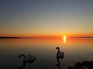swans on the lake