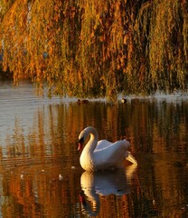 swan on the lake