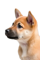 Close-up of a cute puppy dog sitting looking to the side  On a transparent background - Generative AI 