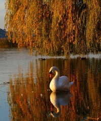 swan on the lake