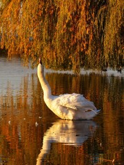 swan on the lake