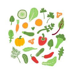 Hand drawn vegetables set. Salad leaves, pepper, cucumber, carrot, parsley, celery, dill, broccoli, spinach, cabbage leaf. Vector illustration.