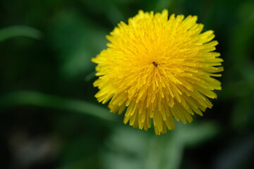 dandelion flower in spring