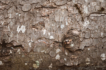Close up, the imprint of a bark beetle on a piece of bark. the tree was eaten by a bark beetle, dry...