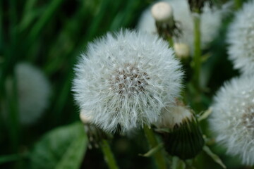 white dandelion 