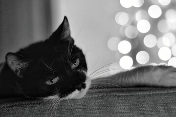 black and white cat
