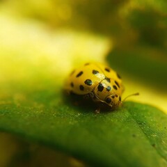 ladybug on green leaf