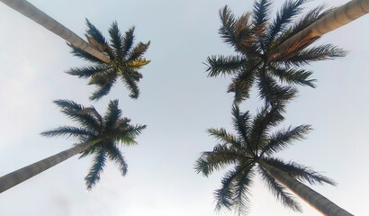 Obraz na płótnie Canvas Palm tree branches ant view
