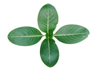 Obraz premium Green leaf isolated on white background