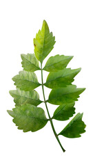 Green leaf isolated with white backgroud