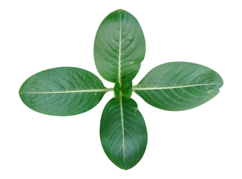 Green leaf isolated on white background