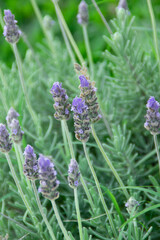 lavender flowers in the garden