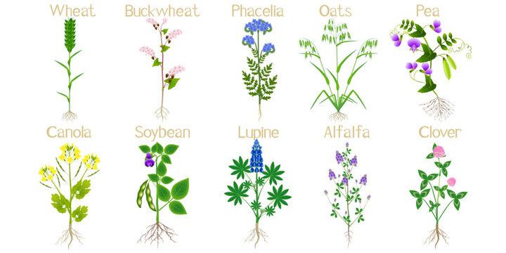 Green manure plants with flowers and roots on a white background.