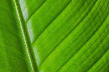 Fresh green plant leave texture pattern