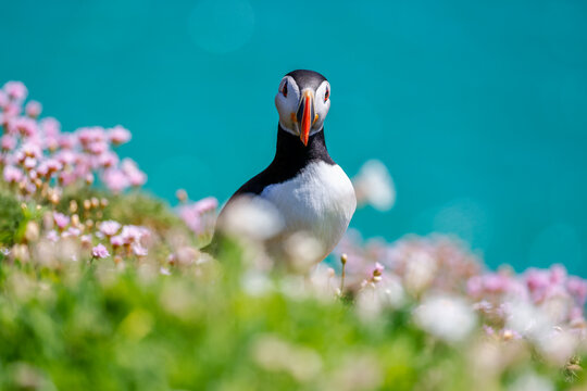 Puffin seabird "Fratercula arctica" closeup, front face beak, turquoise waters of Atlantic Ocean with grass and pink sea pinks flowers. Great Saltee Island, Ireland