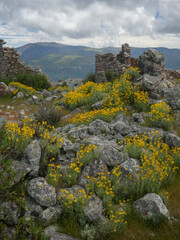  field of yellow flowers among the rocks next to ancient ruins with mountains and gray clouds in...