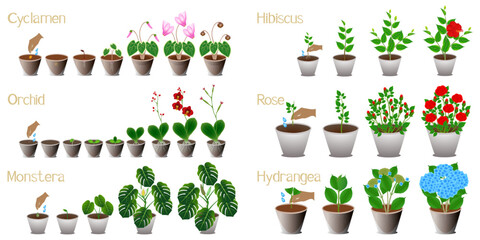 Set of growth cycles of indoor plants on a white background.