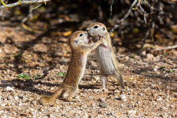 Naklejka na ściany i meble Juvenile round-tailed ground squirrel, Xerospermophilus tereticaudus, siblings standing up facing each other and playing by fighting in the Sonoran Desert. Pima County, Tucson, Arizona, USA.