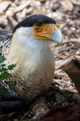 Crested caracaras
