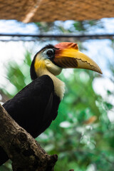 Fototapeta premium Yellow Billed Hornbill