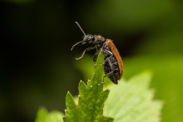 Gemeiner Wollkäfer makro
