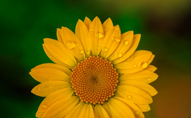A yellow flower of a garden daisy in raindrops.Yellow flower bud close-up.Yellow petals on the bud.
