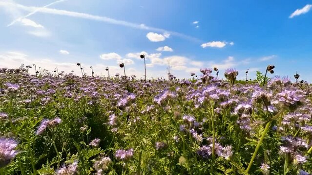 lila Bl&uuml;ten mit vielen Bienen und Hummeln auf Feld, Insekten, wild, best&auml;uben, blauer Himmel mit Wolken