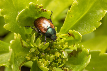 Junikäfer  makro
