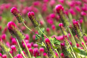 Agricultural crop red Clover incarnate - Trifolium incarnatum in the field.
