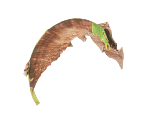 Dry banana leaves isolated on transparent background.