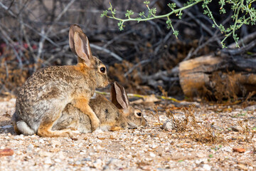 Desert cottontail rabbits, Sylvilagus audubonii, busy making more rabbits in the Sonoran Desert. Tucson, Arizona, USA.
