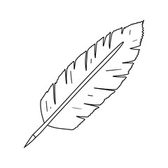 Bird s feather in hand drawn doodle style. Vector illustration isolated on white. Coloring page.