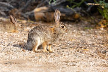 Naklejka na ściany i meble Male and female romantic pair of desert cottontail rabbits hanging out together in the Sonoran Desert. Pima County, Tucson, Arizona, USA.