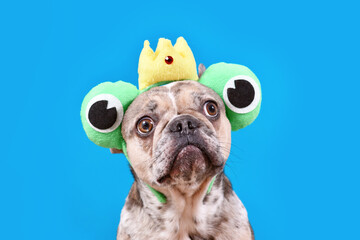 Funny French Bulldog dog with frog headband with crown and large eyes on blue background with copy space