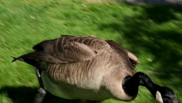 attacking goose running and stretching out its neck trying to catch up with another goose and bite open its beak slow motion video of bird life in Canada Vancouver on green grass clap attack caution