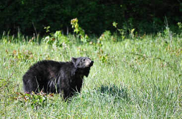 Black Bear in the Grass