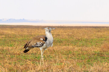 Kori bustard (Ardeotis kori) walking in dry savannah in Serengeti National Park, Tanzania