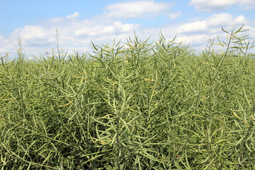 On the plant are pods winter crops of rapeseed