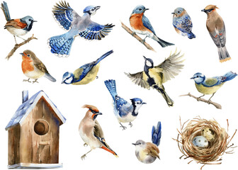 Watercolor birds clipart. Painted forest cute bird. Robin, wren, blue bird, waxwing, blue jay, blue tit, birdhouse, nest PNG. Spring or summer design