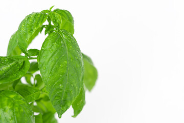 Fresh green basil plant on white background. Copy space