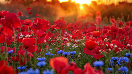 Sunrise in a misty poppy field, Denmark