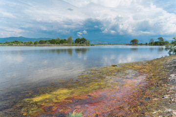 Kune lagoon, Albania Lezha, colors algae, pink algae